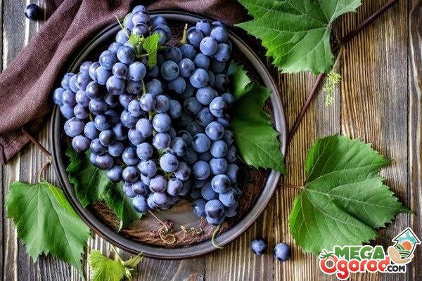 Как правильно хранить виноград в домашних условиях, способы и условияхранения в погребе